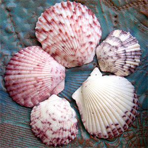 File:SeashellsfromDuronisII.jpg
