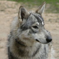 File:Wolfdog.jpg