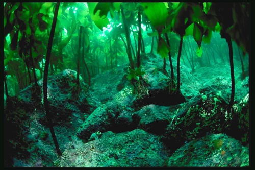 File:Kelp forest 15 4.jpg