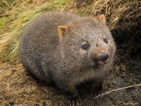 File:Wombat.jpg