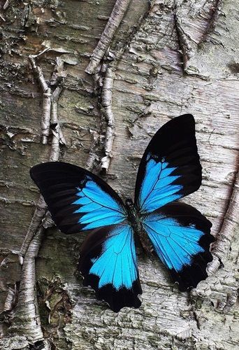 File:Blue Butterfly.jpg