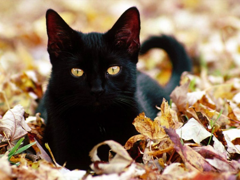 File:Black cat Max.jpg